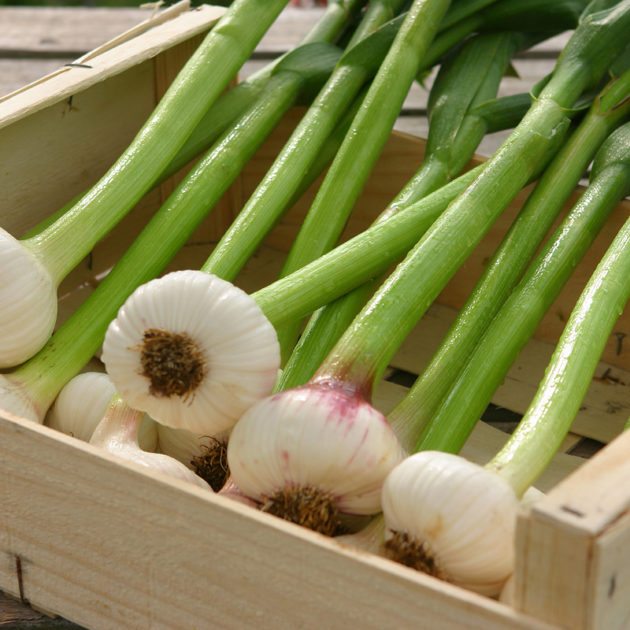 FRESH GARLIC